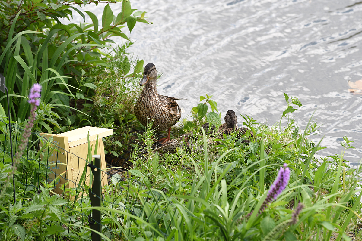 Ducks enjoying the floating gardens on the Chicago River